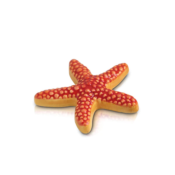 Mini Sea star (starfish)